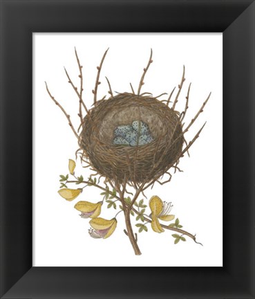 Framed Antique Bird&#39;s Nest II Print