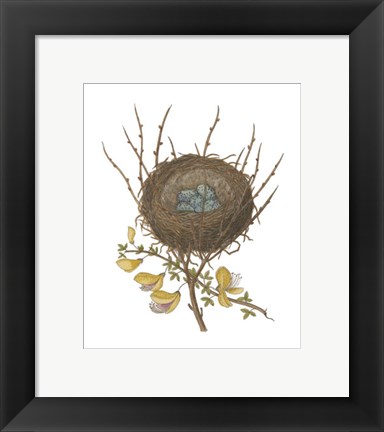 Framed Antique Bird&#39;s Nest II Print