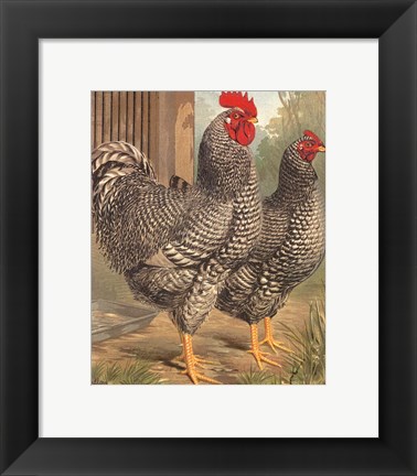 Framed Cassell&#39;s Roosters II Print