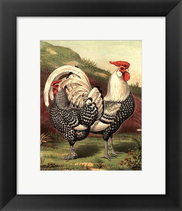 Framed Cassell&#39;s Roosters III Print