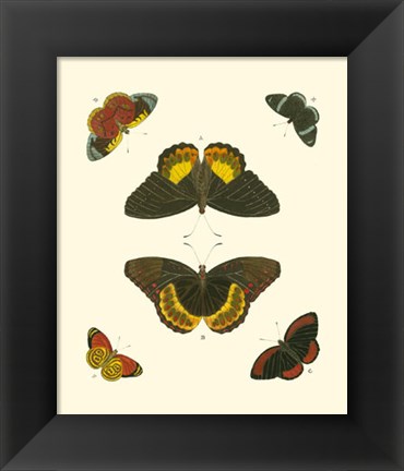 Framed Butterfly Study I Print