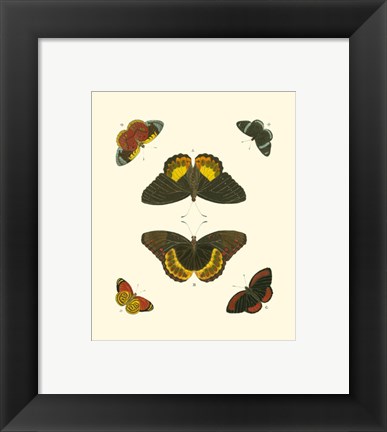 Framed Butterfly Study I Print