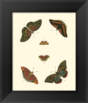 Framed Butterfly Study II Print