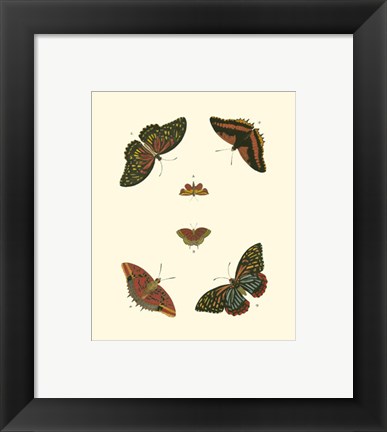 Framed Butterfly Study II Print