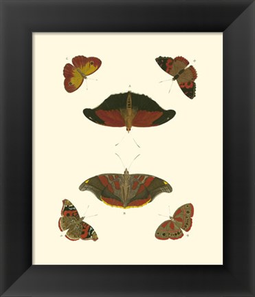 Framed Butterfly Study III Print