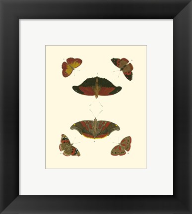 Framed Butterfly Study III Print