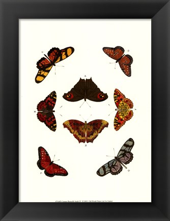 Framed Butterfly Study IV Print