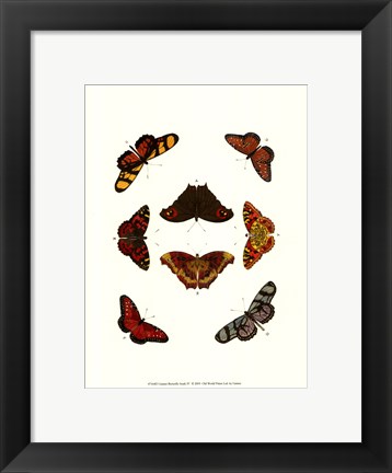 Framed Butterfly Study IV Print