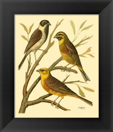 Framed Domestic Bird Family I Print