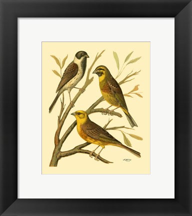 Framed Domestic Bird Family I Print