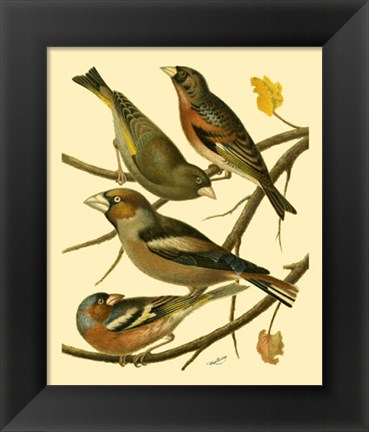 Framed Domestic Bird Family II Print