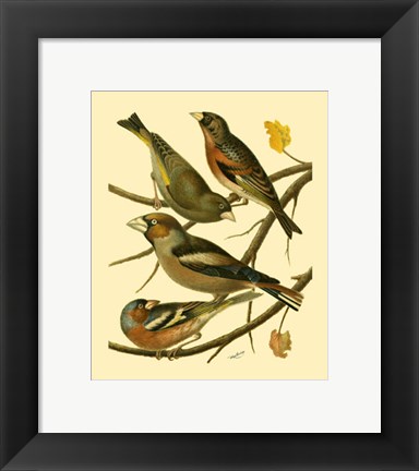 Framed Domestic Bird Family II Print