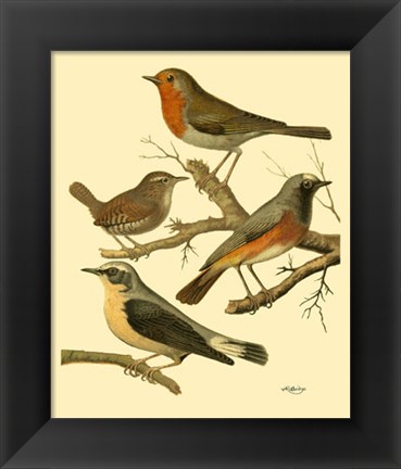 Framed Domestic Bird Family III Print