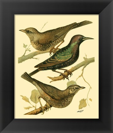 Framed Domestic Bird Family IV Print