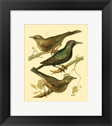 Framed Domestic Bird Family IV Print