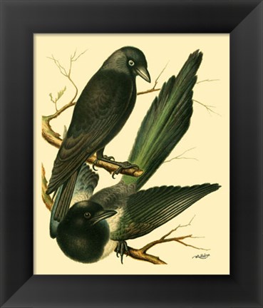 Framed Domestic Bird Family V Print