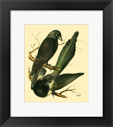 Framed Domestic Bird Family V Print