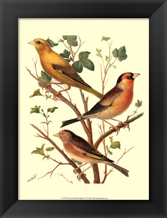 Framed Domestic Bird Family VI Print