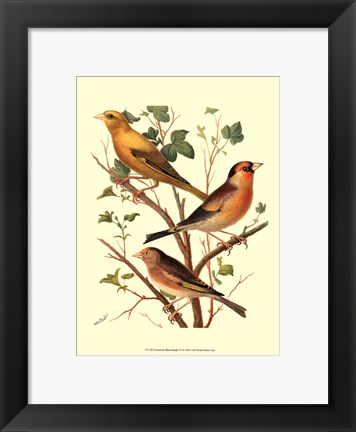 Framed Domestic Bird Family VI Print