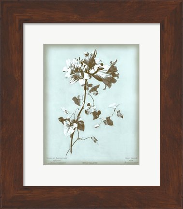 Framed Amaryllis on Blue Print