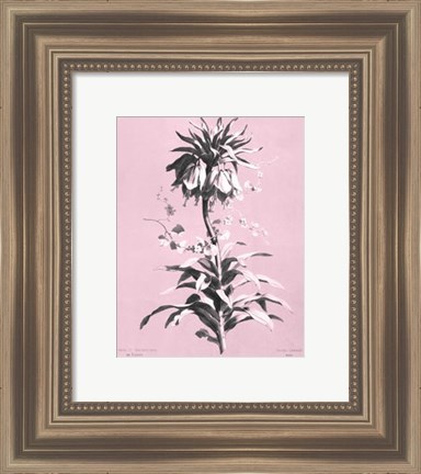 Framed Imperiale on Pink Print