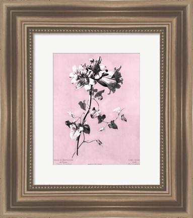 Framed Amaryllis on Pink Print