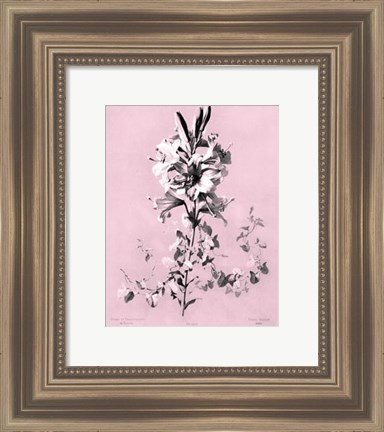 Framed Lilium on Pink Print