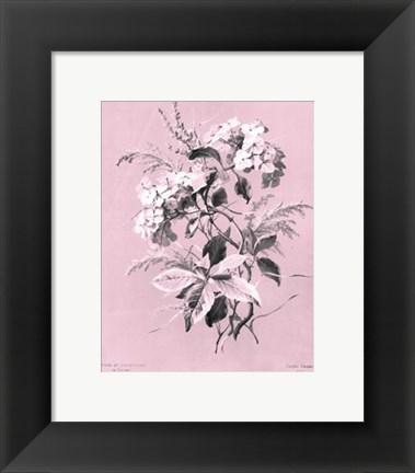 Framed Hydrangea on Pink Print