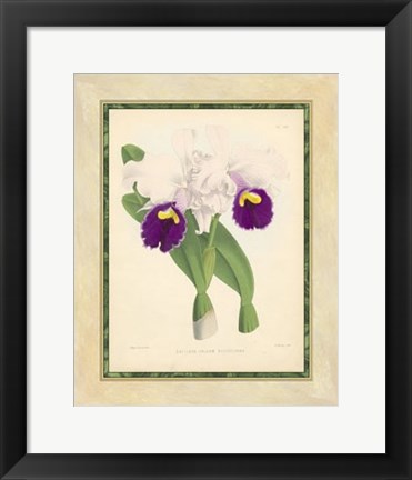 Framed Orchid I Print