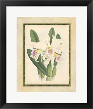 Framed Orchid II Print