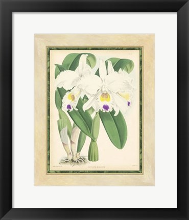 Framed Orchid III Print