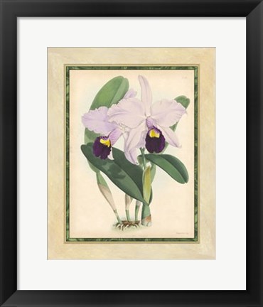 Framed Orchid IV Print