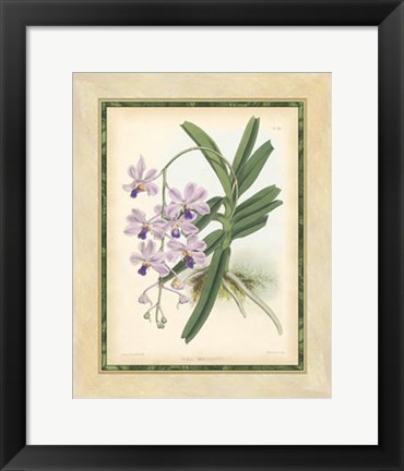 Framed Orchid V Print