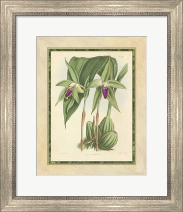 Framed Orchid VI Print