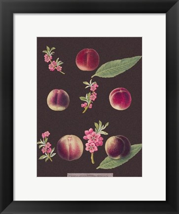 Framed Peaches Print