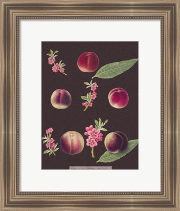 Framed Peaches Print