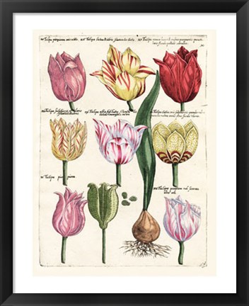 Framed Tulips En Masse II Print