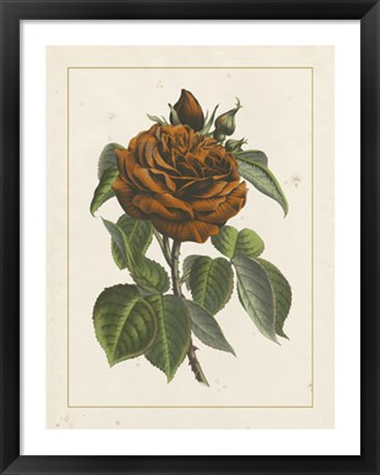 Framed Chinese Red Rose I Print