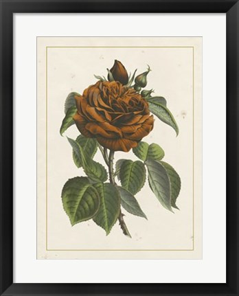 Framed Chinese Red Rose I Print