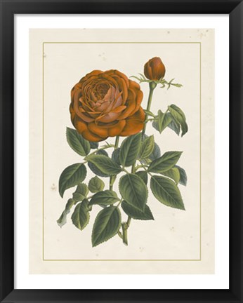 Framed Chinese Red Rose II Print