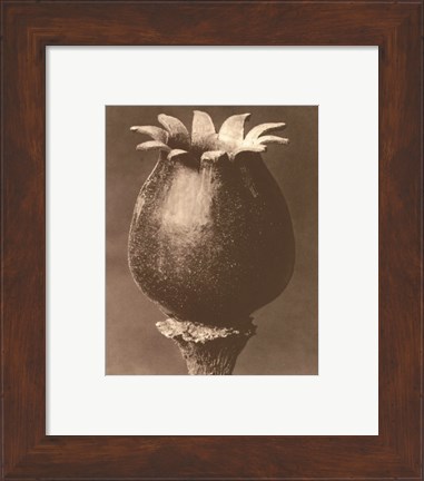 Framed Sepia Botany Study I Print