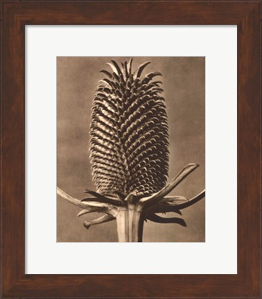 Framed Sepia Botany Study III Print