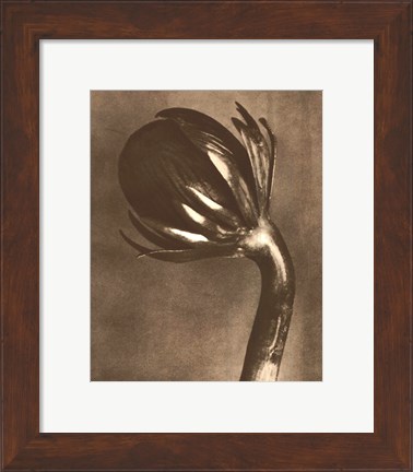 Framed Sepia Botany Study VI Print