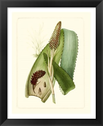 Framed Exotic Flora I Print