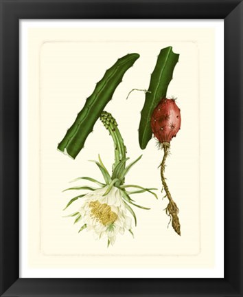 Framed Exotic Flora II Print