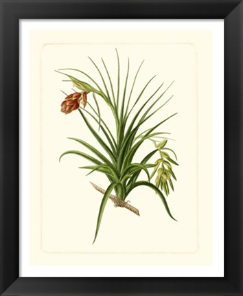 Framed Exotic Flora III Print