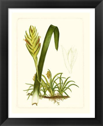 Framed Exotic Flora IV Print