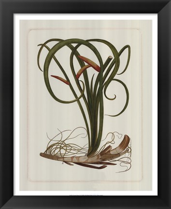 Framed Exotic Flora VI Print