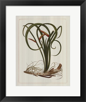 Framed Exotic Flora VI Print