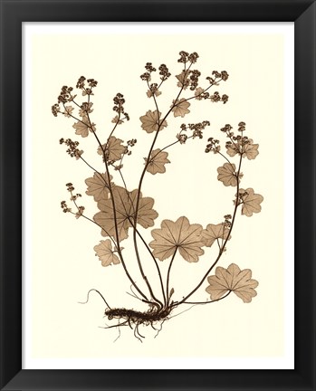 Framed Sepia Nature Study I Print